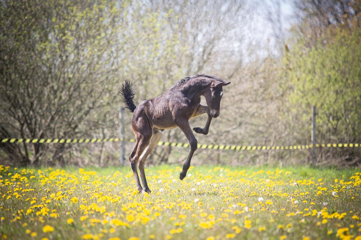 Knabstrupper Ingemanns Tahiti - Knap 3 uger gammel. 8 maj 2020 billede 16