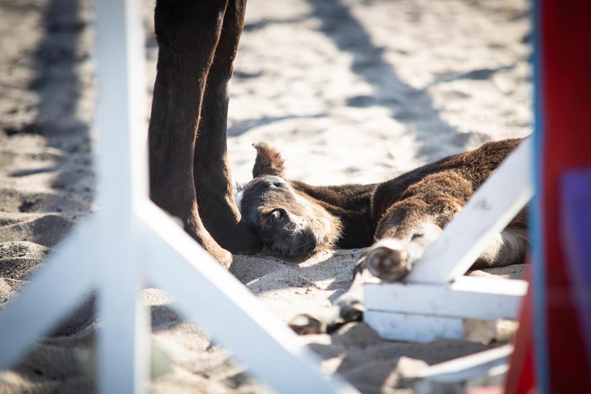 Knabstrupper Ingemanns Tahiti - 1 dag gammel  billede 13