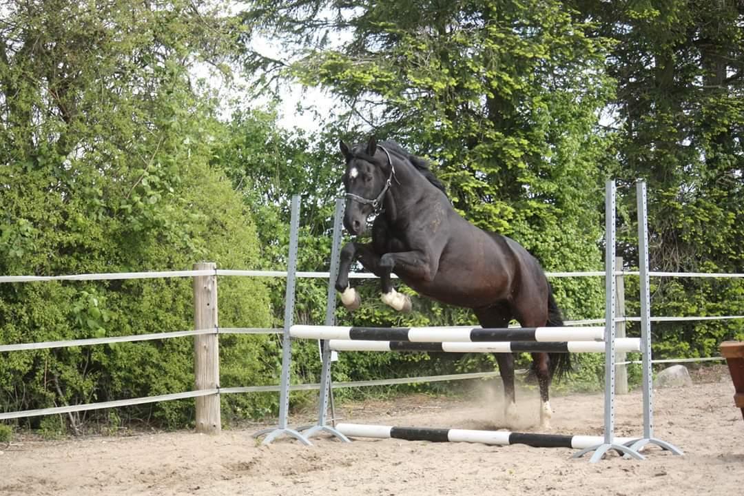 Dansk Varmblod Point Zerro Firfod  billede 19