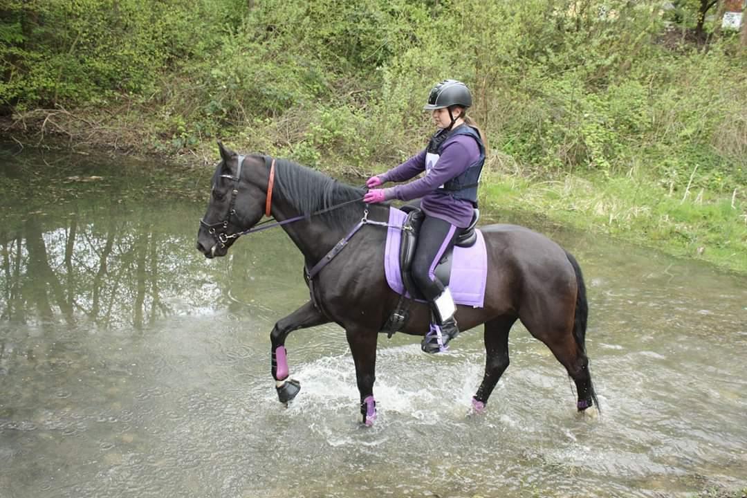 Dansk Varmblod Point Zerro Firfod  billede 11