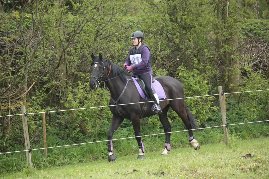 Dansk Varmblod Point Zerro Firfod  billede 20