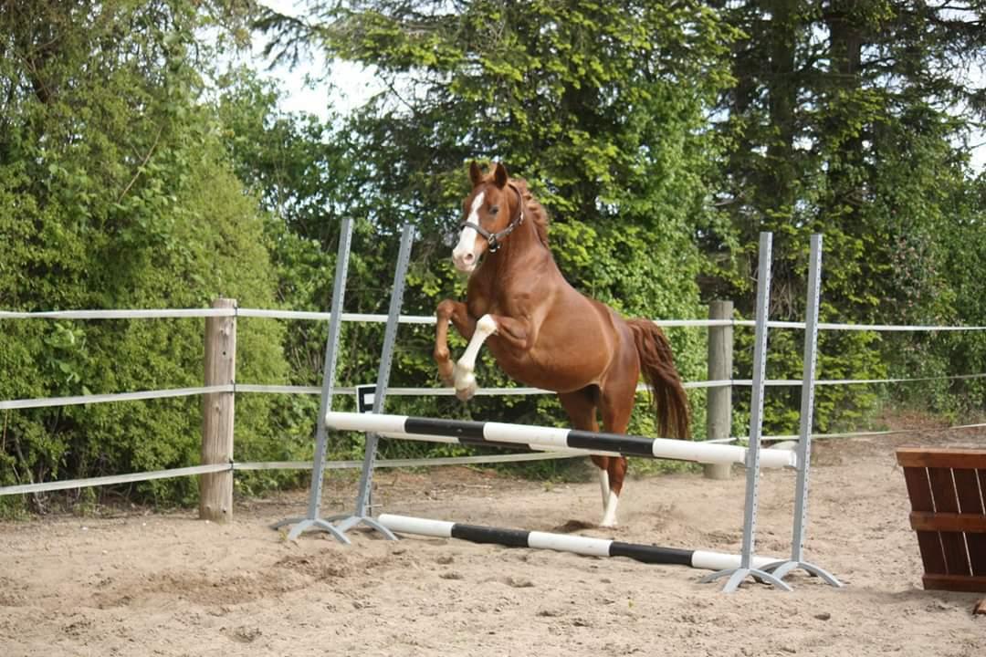 Hannoveraner Ripasso billede 3