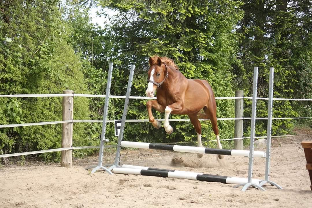 Hannoveraner Ripasso billede 12