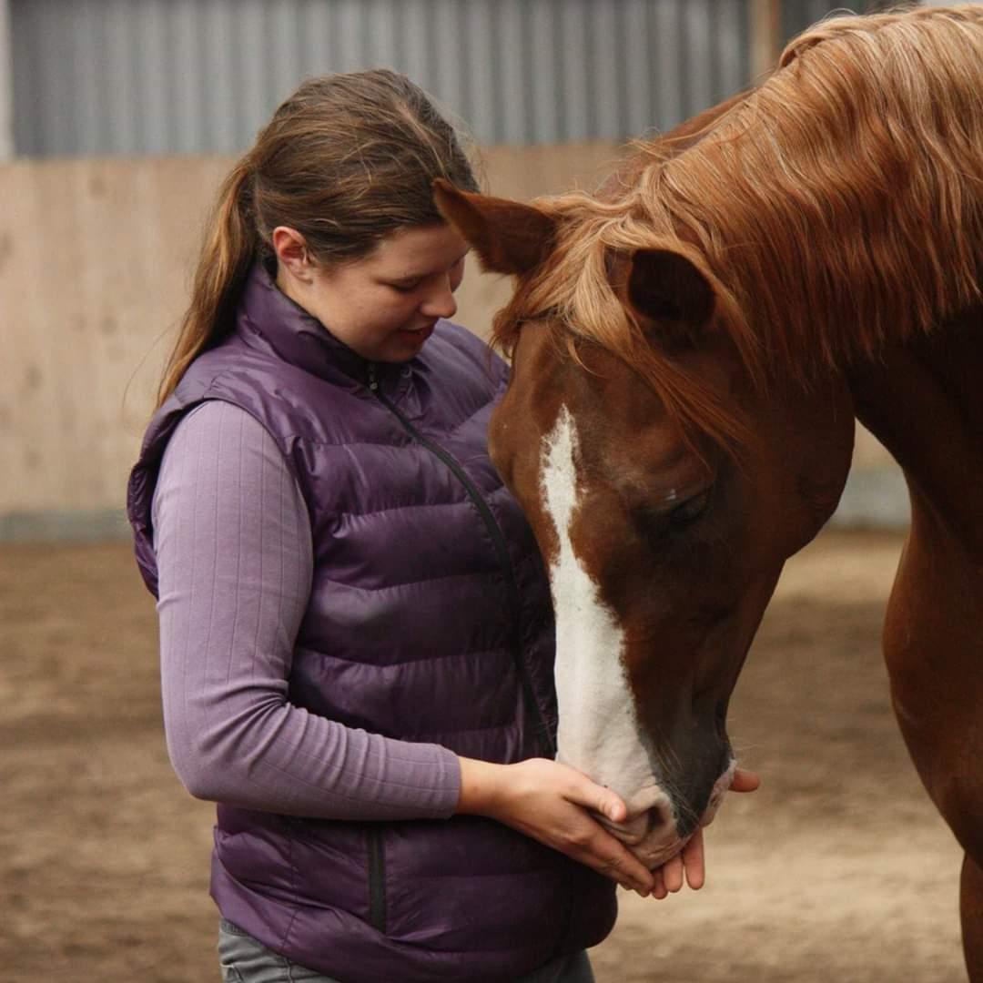 Hannoveraner Ripasso billede 5