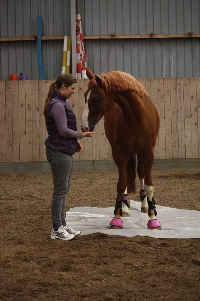 Hannoveraner Ripasso billede 7