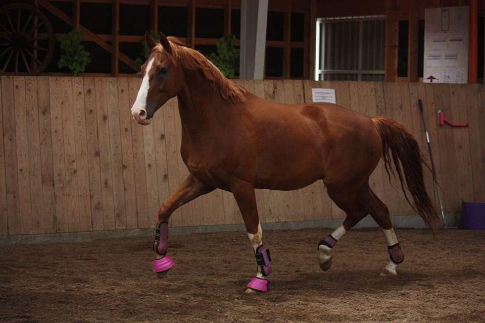 Hannoveraner Ripasso billede 9