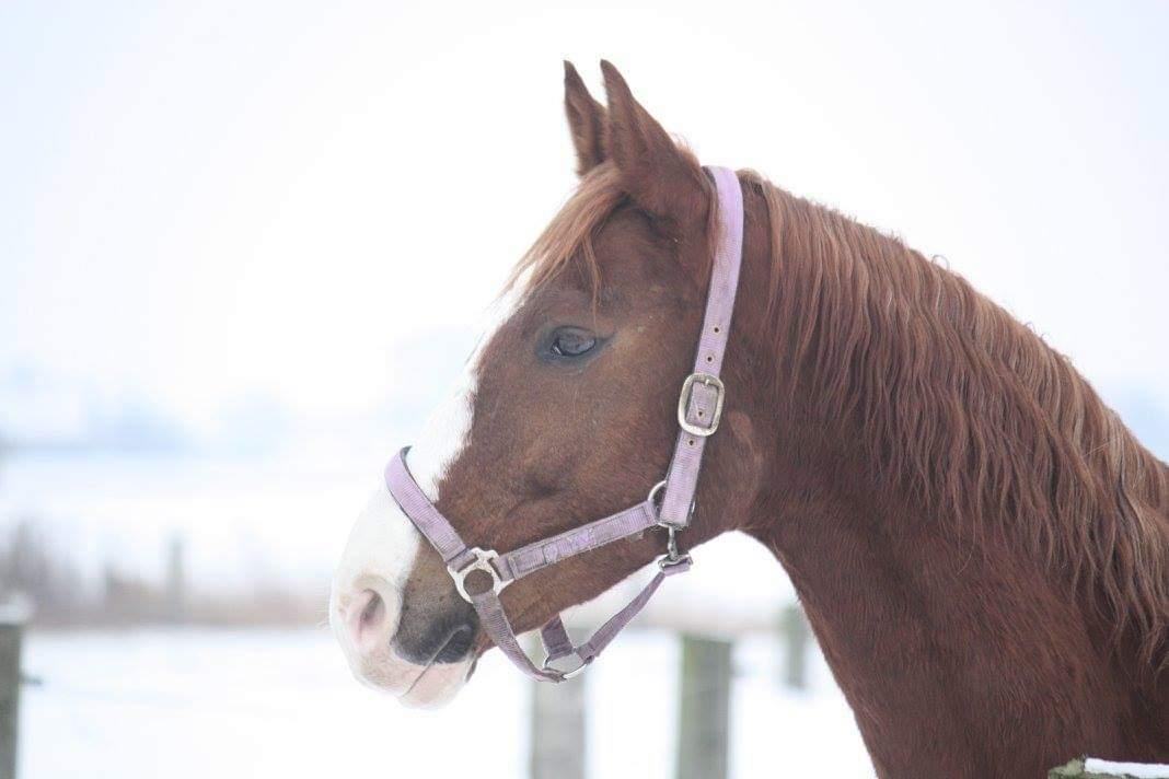 Hannoveraner Ripasso billede 10