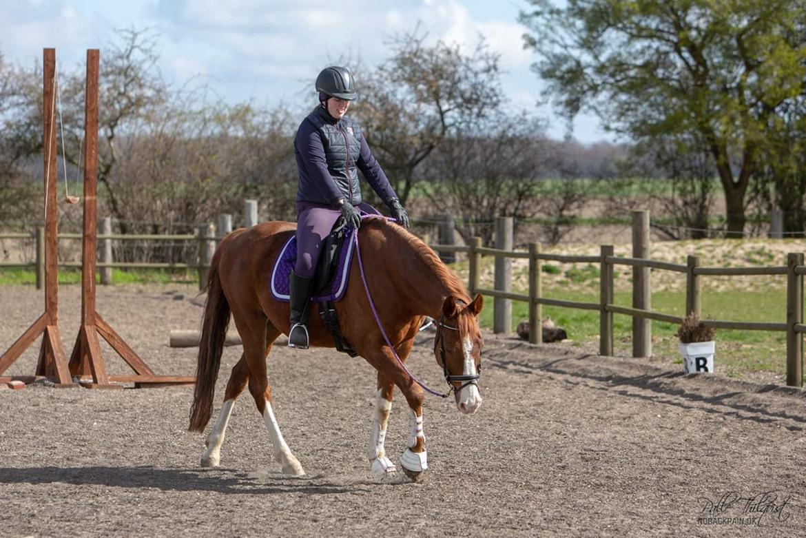 Hannoveraner Ripasso billede 11