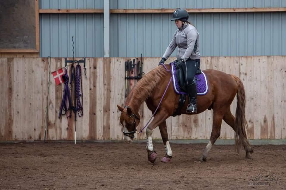 Hannoveraner Ripasso billede 16