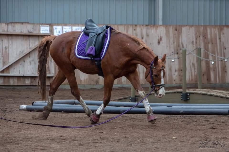 Hannoveraner Ripasso billede 4