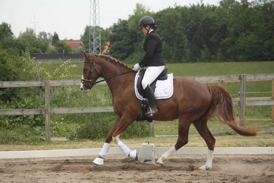 Hannoveraner Ripasso billede 14