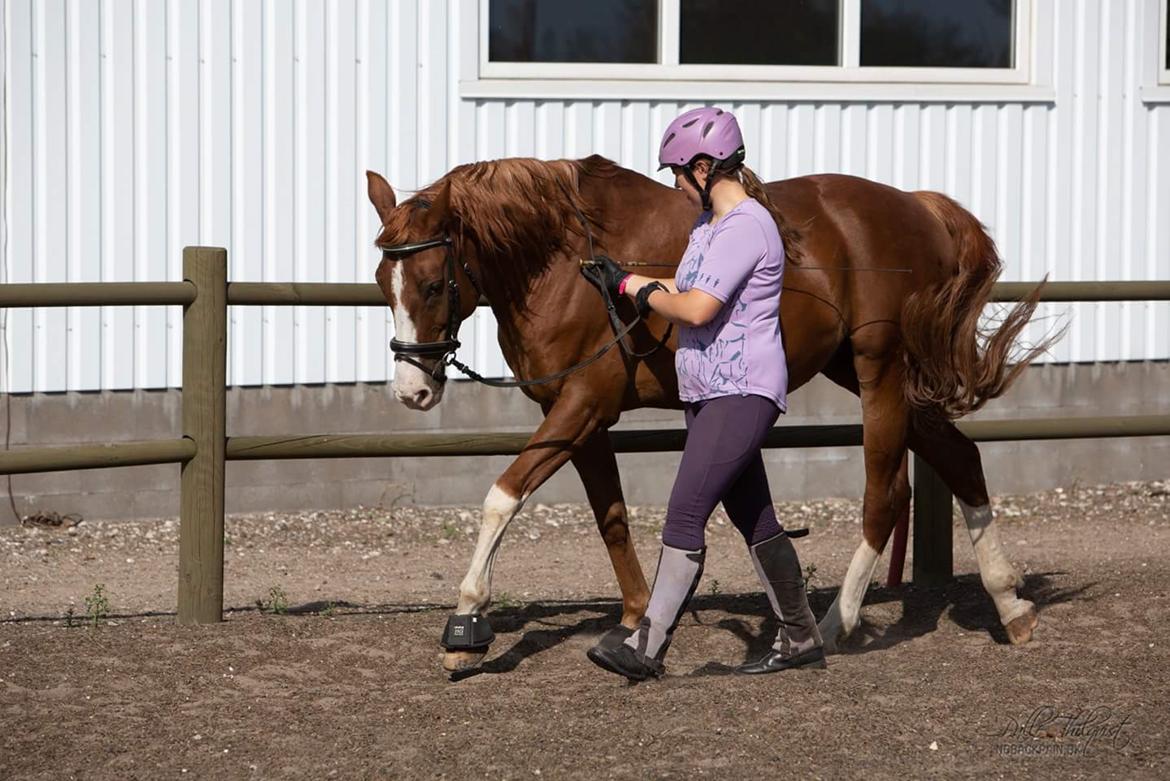 Hannoveraner Ripasso billede 13