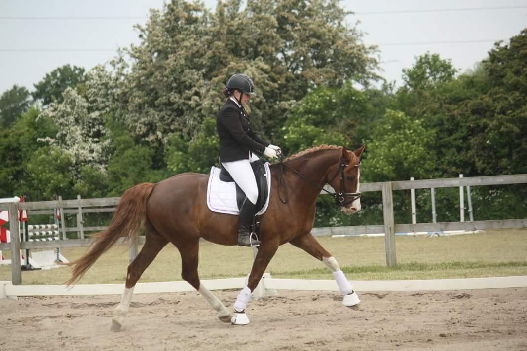 Hannoveraner Ripasso billede 8