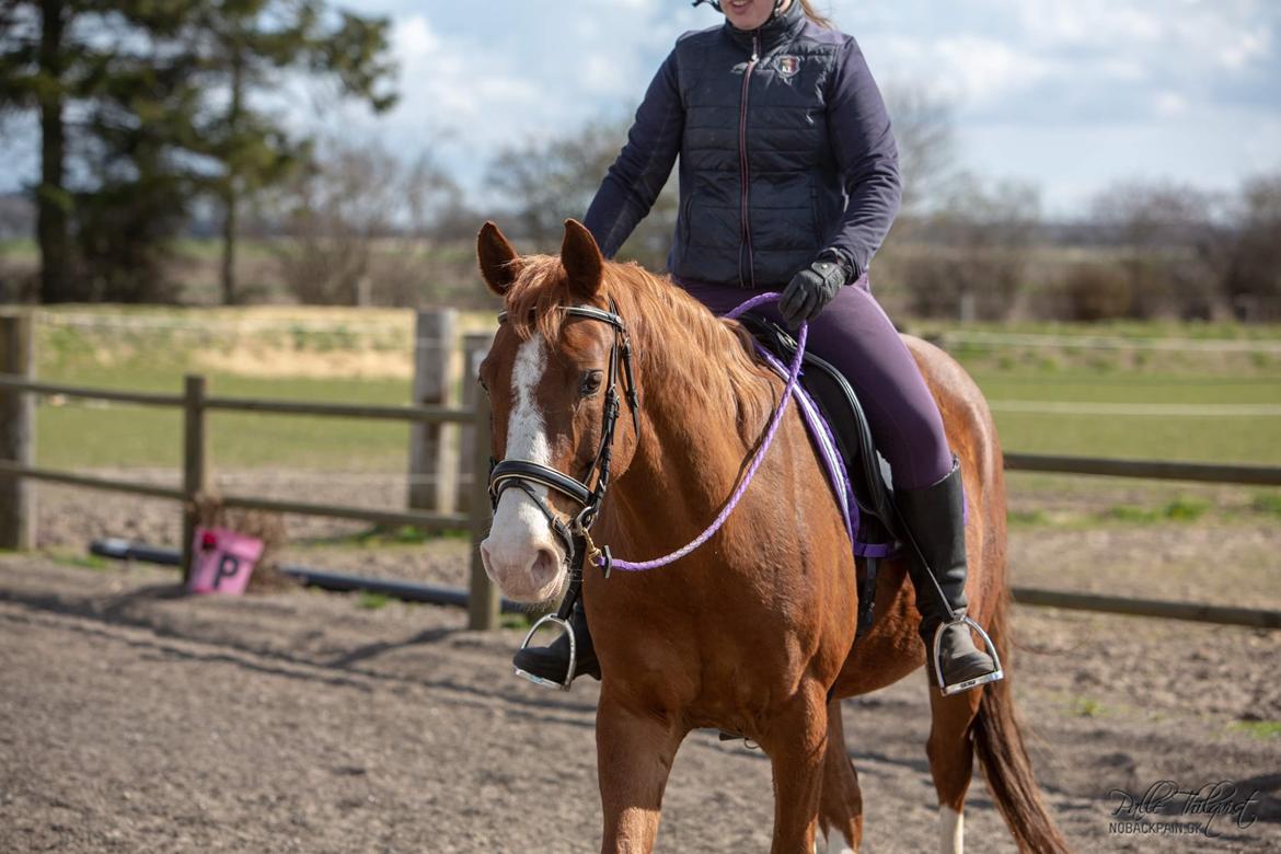 Hannoveraner Ripasso billede 6