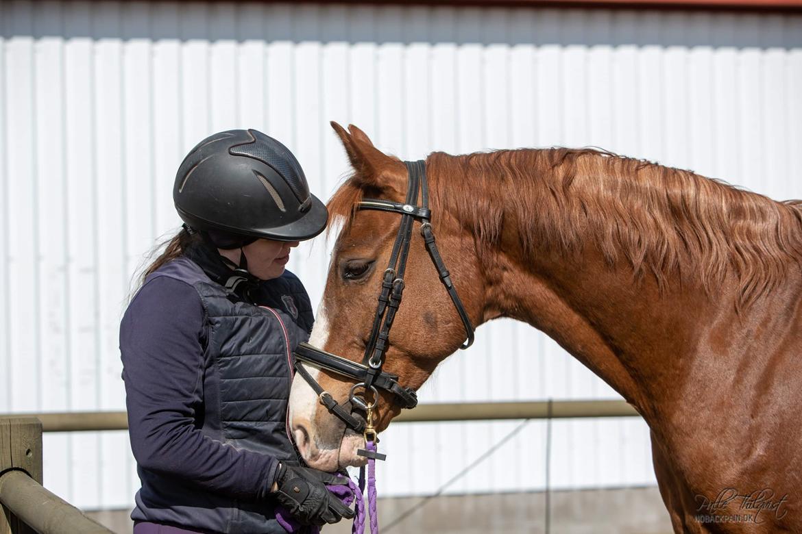 Hannoveraner Ripasso billede 15