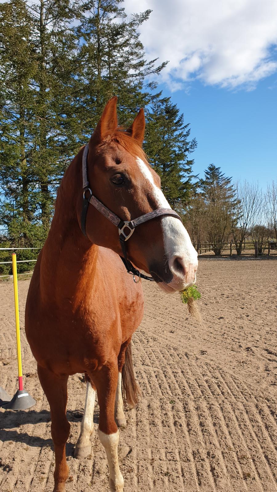 Hannoveraner Ripasso billede 17