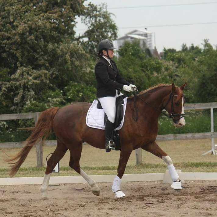 Hannoveraner Ripasso billede 20