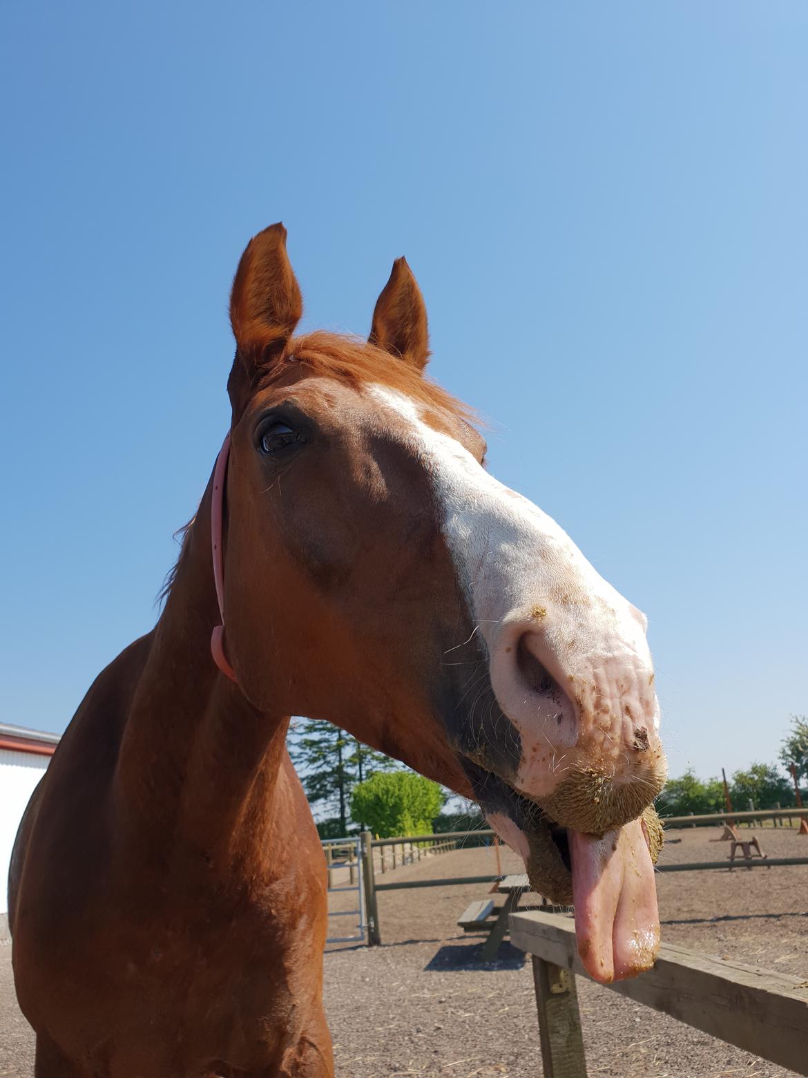 Hannoveraner Ripasso billede 19