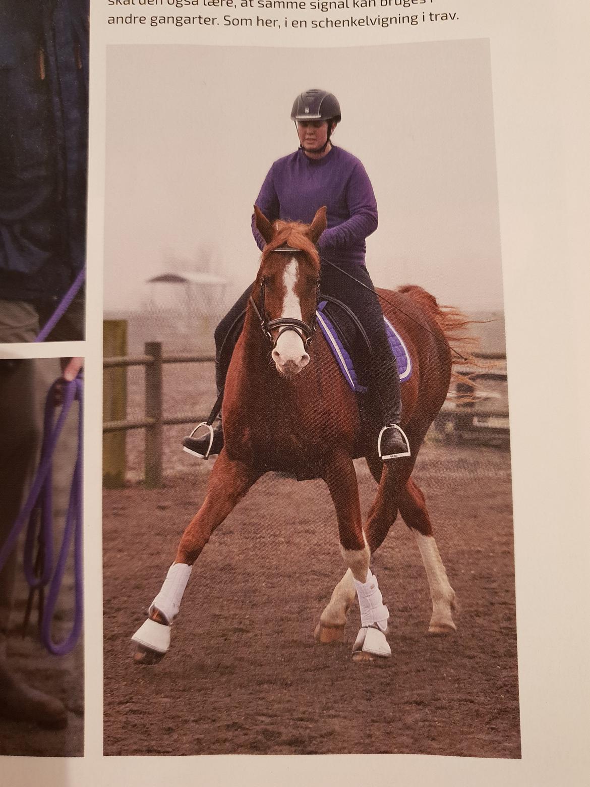 Hannoveraner Ripasso billede 18