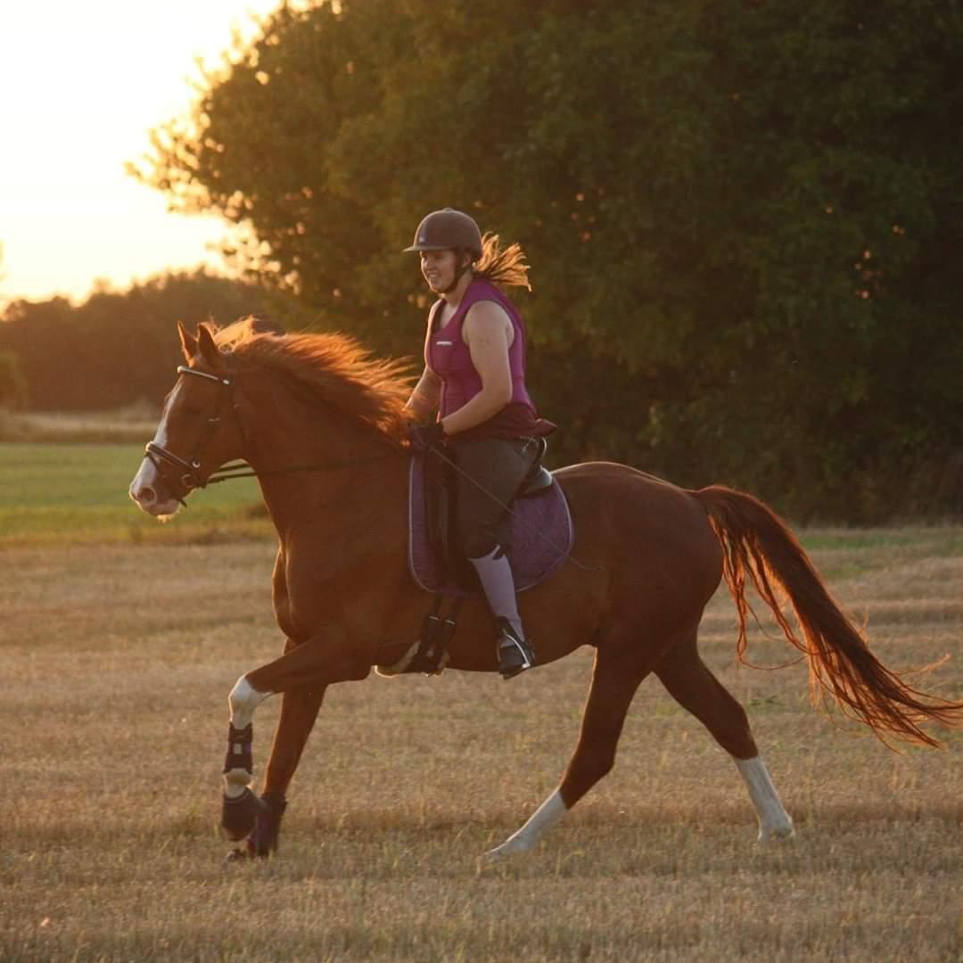 Hannoveraner Ripasso billede 2