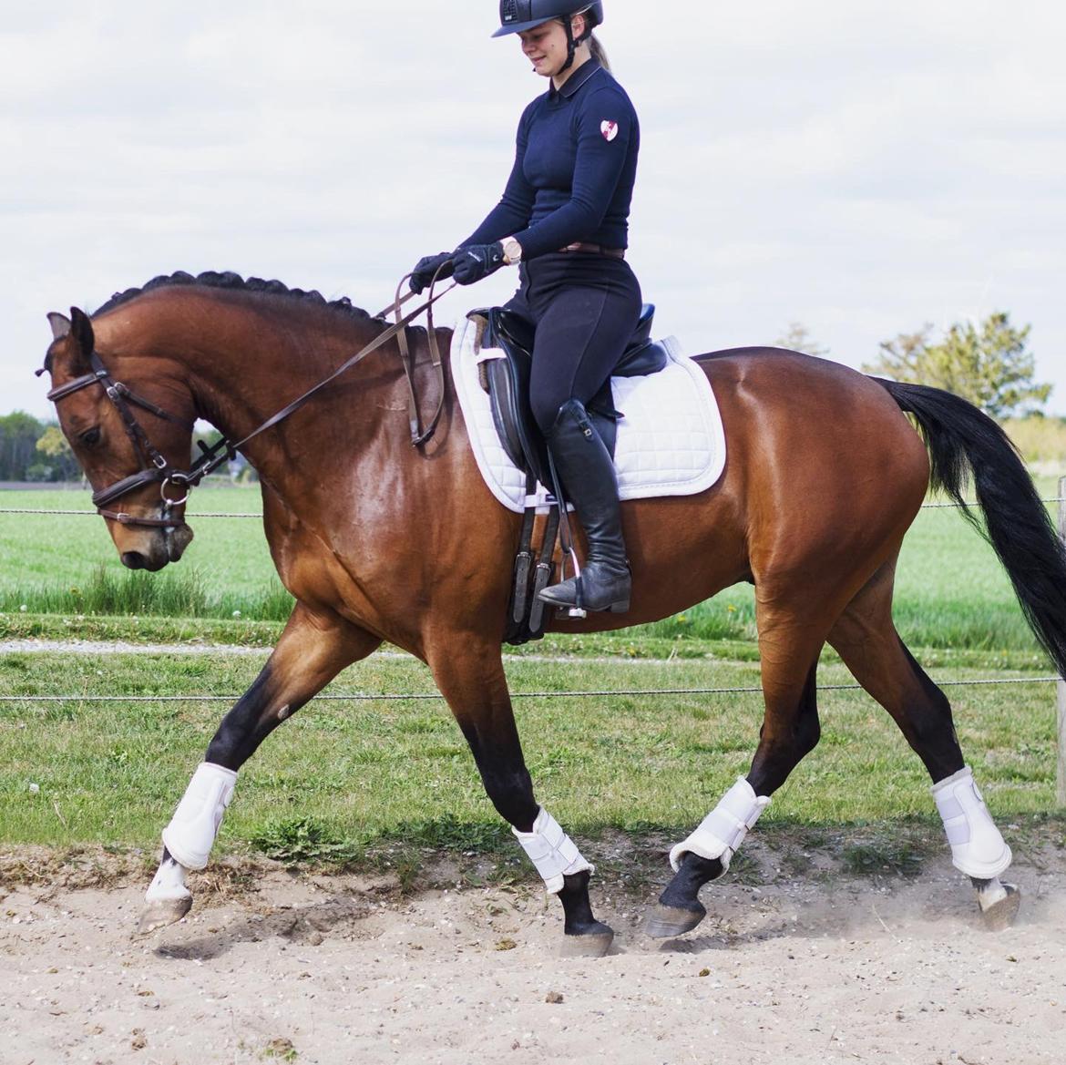 Dansk Varmblod Ups II (Uffe) billede 18