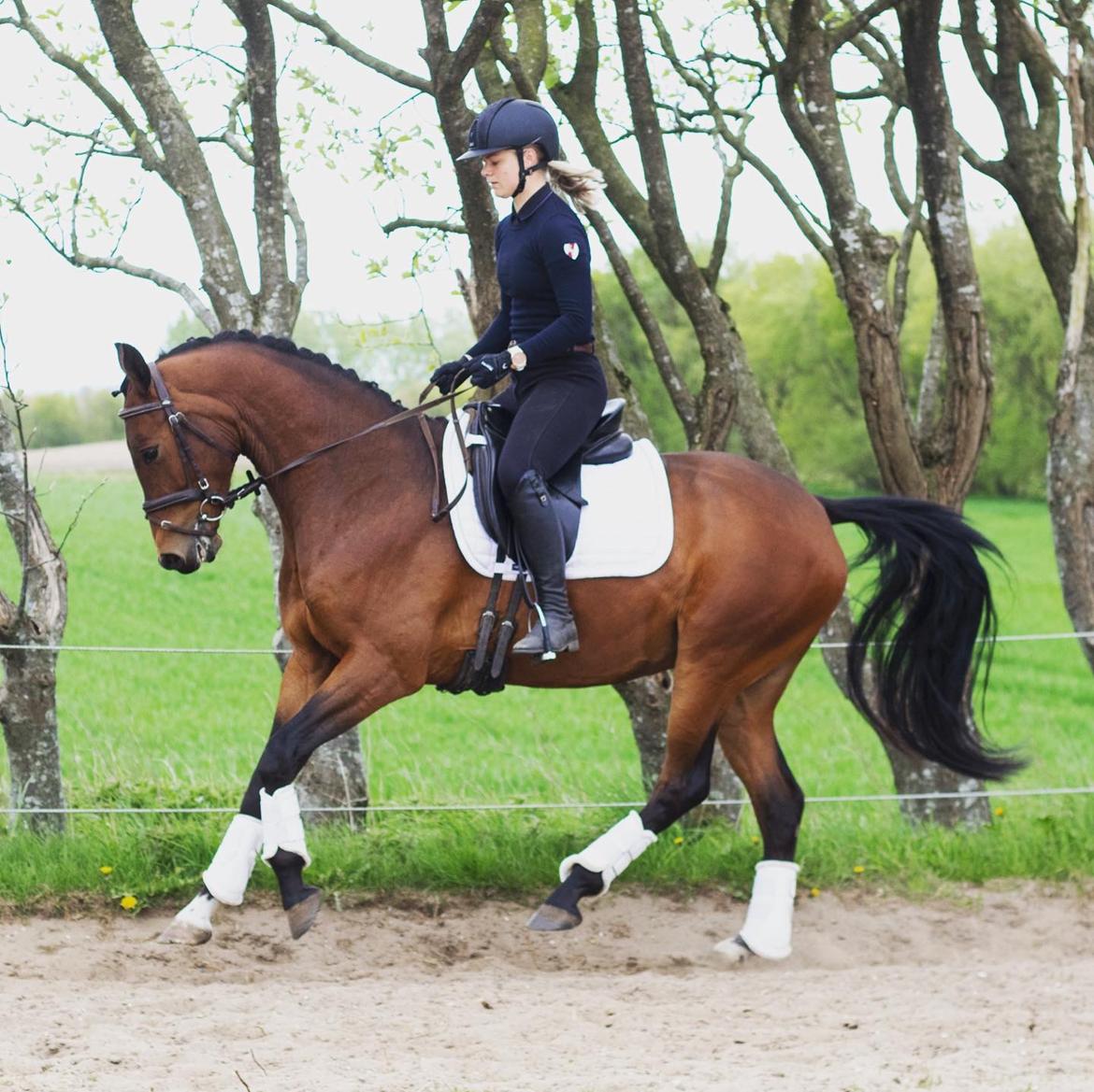 Dansk Varmblod Ups II (Uffe) billede 1