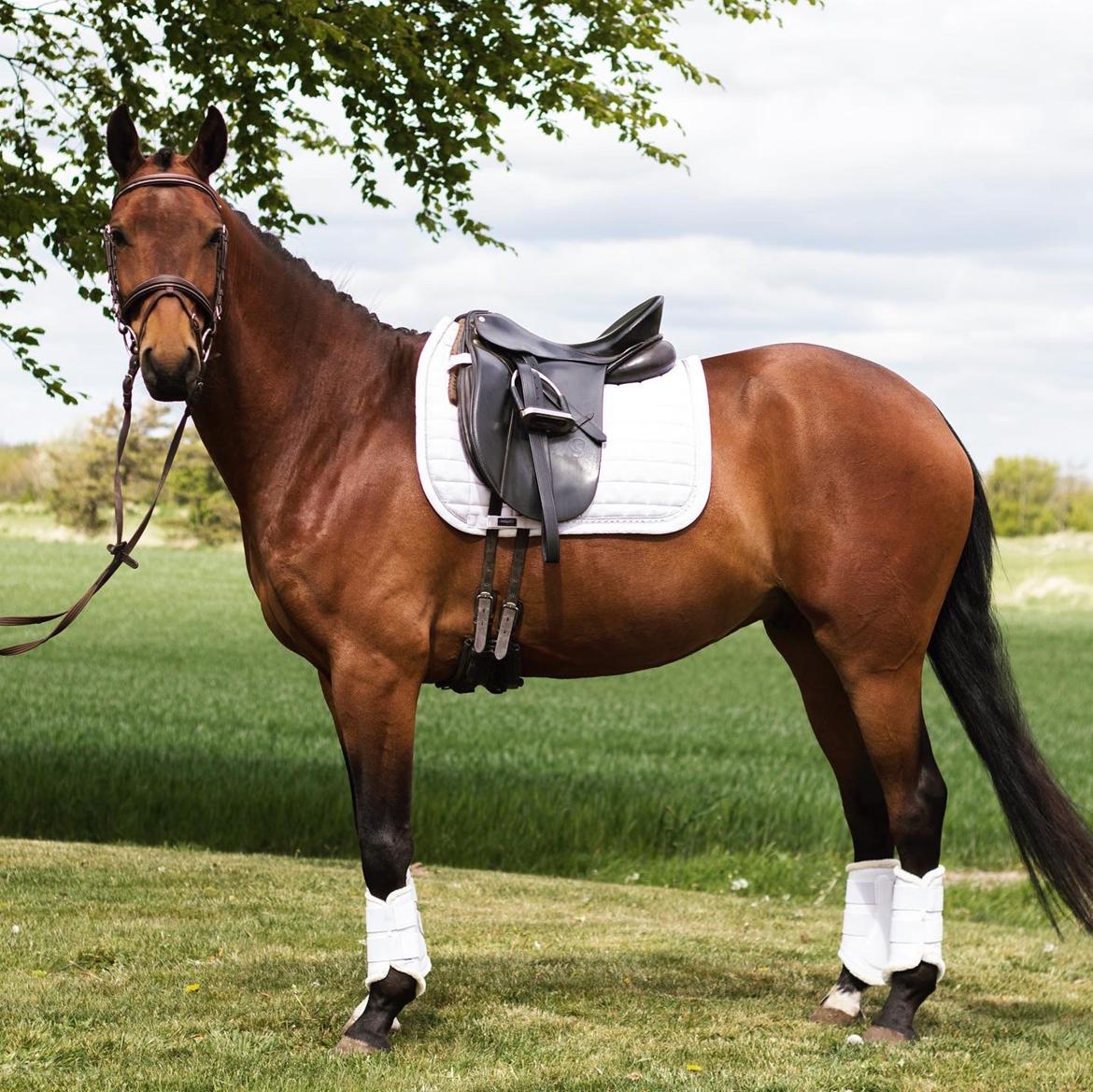 Dansk Varmblod Ups II (Uffe) billede 20