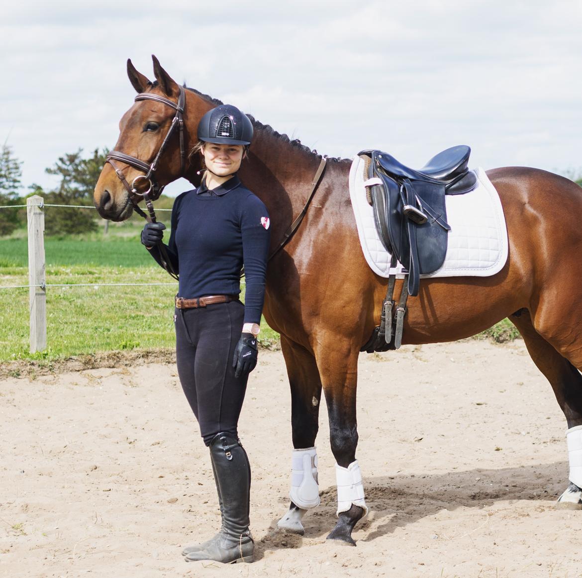 Dansk Varmblod Ups II (Uffe) billede 2