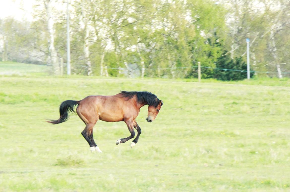 Traver Tijex Coyote billede 6