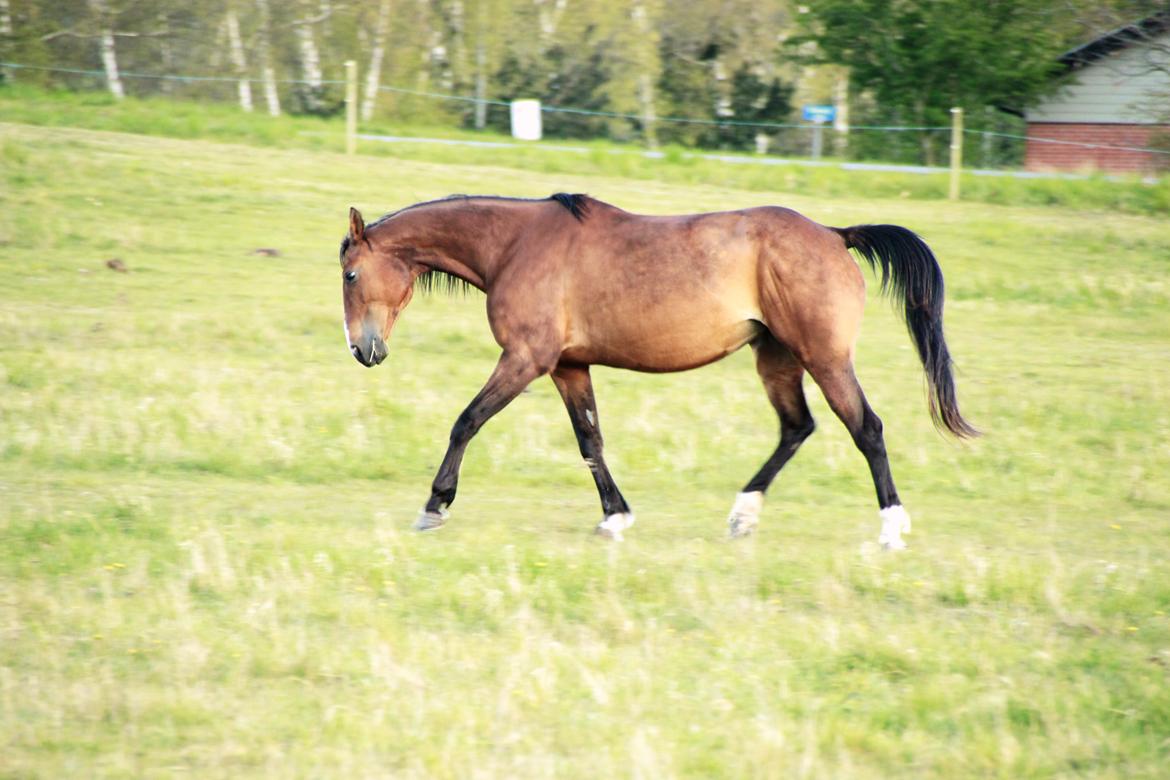 Traver Tijex Coyote billede 7