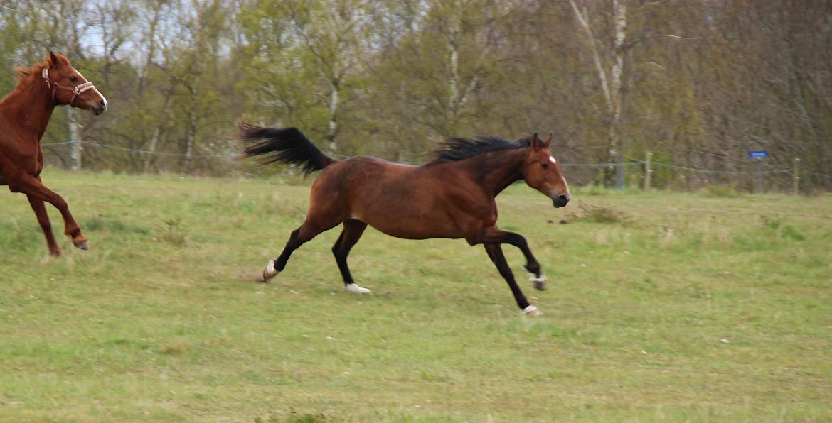 Traver Tijex Coyote billede 5