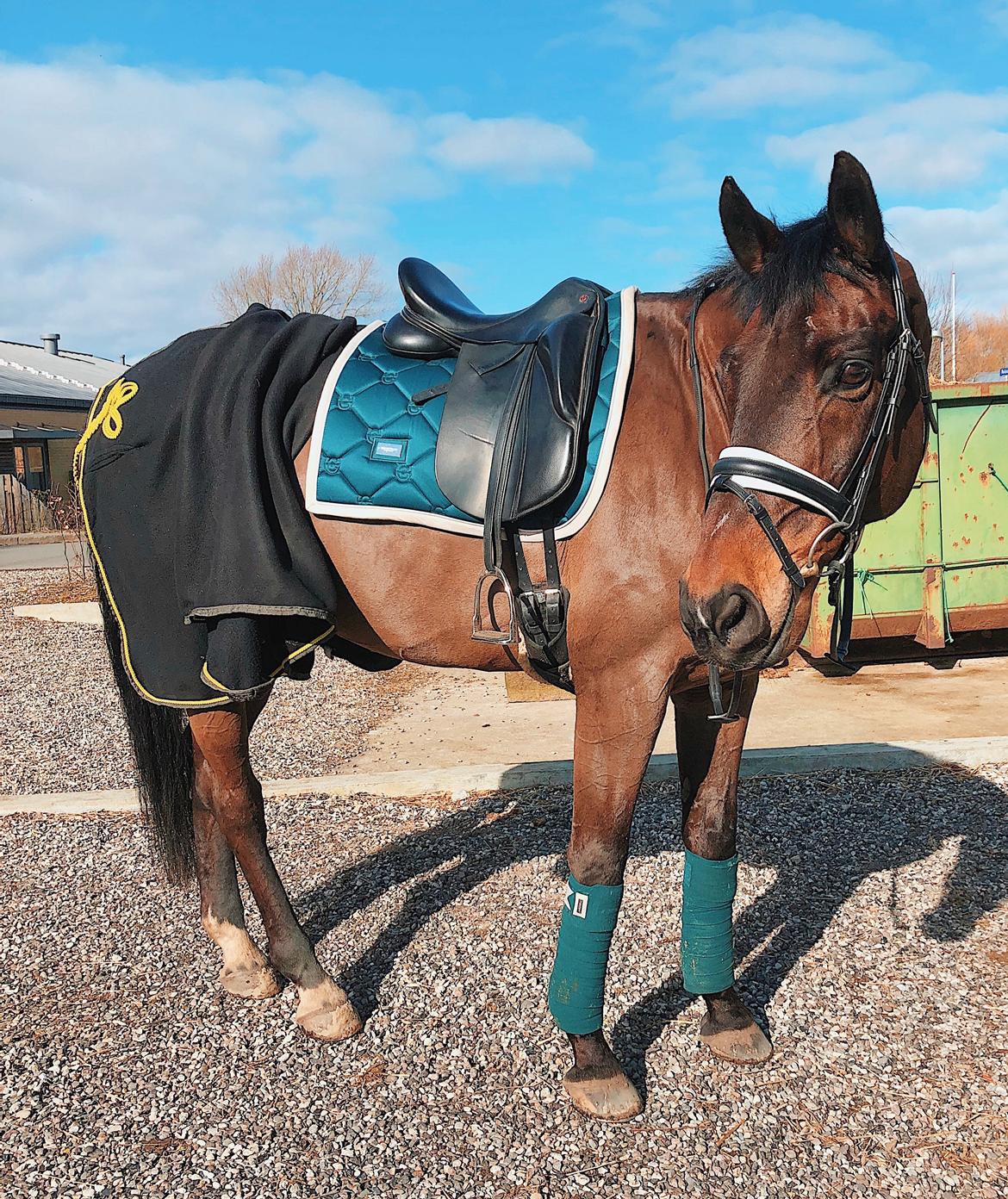 Dansk Varmblod Kjærholm's Médoc *Himmelhest* billede 1