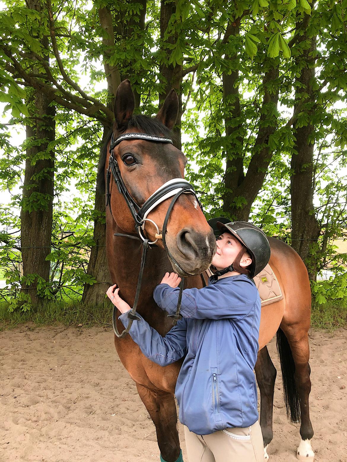 Dansk Varmblod Kjærholm's Médoc *Himmelhest* billede 4