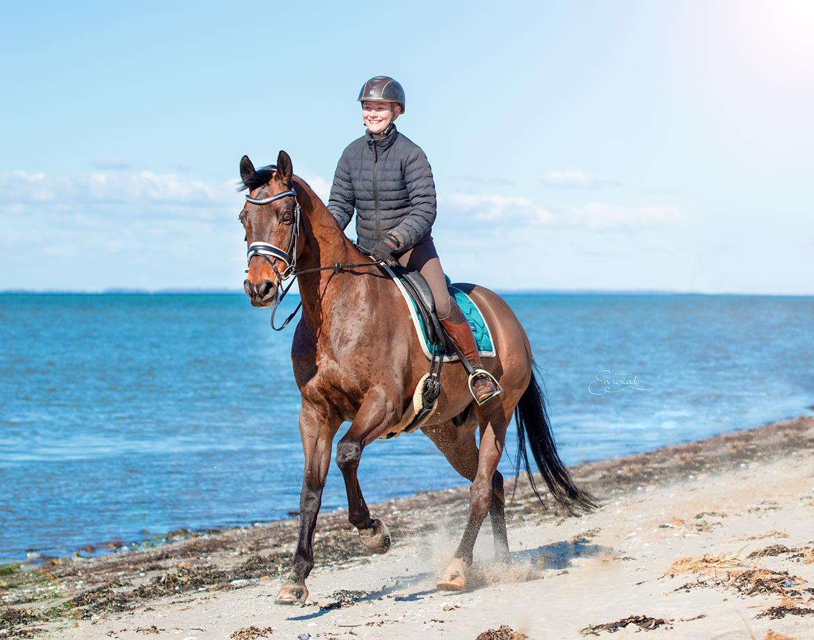 Dansk Varmblod Kjærholm's Médoc *Himmelhest* billede 3