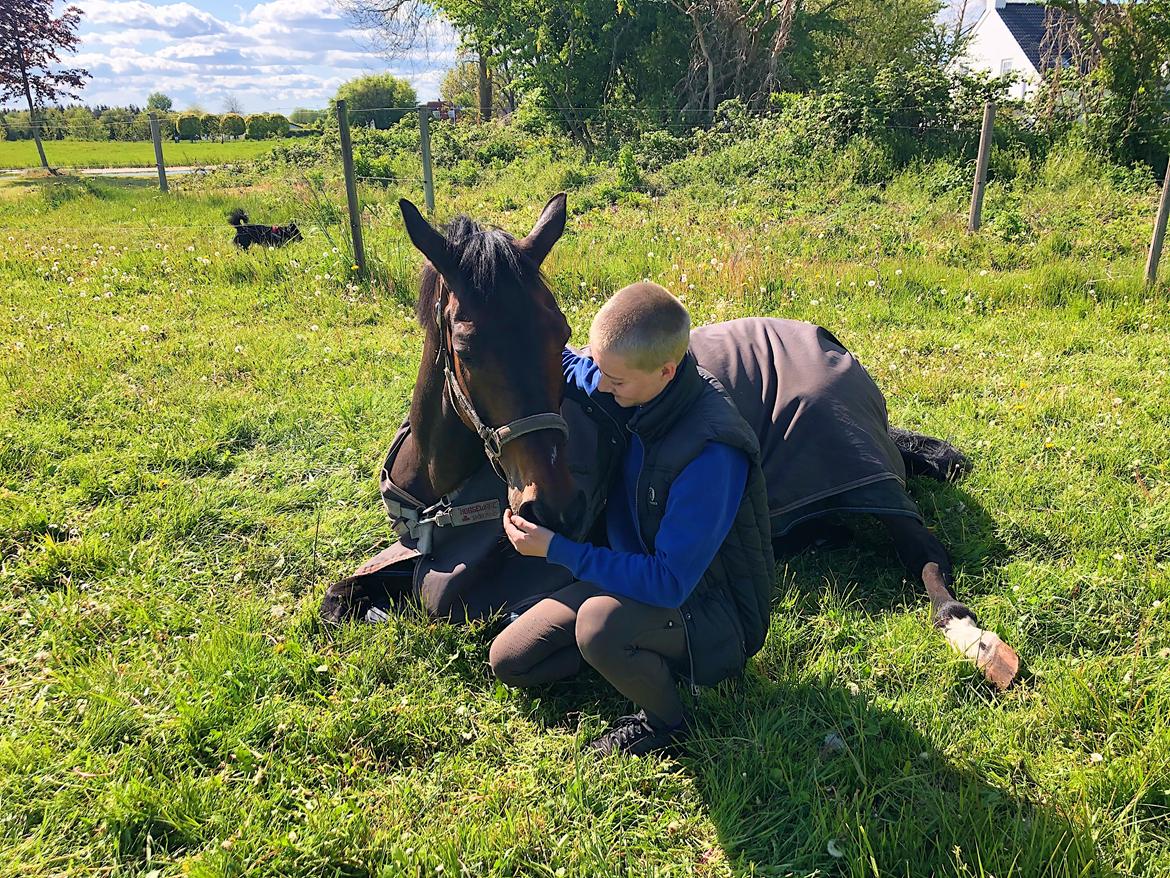 Dansk Varmblod Kjærholm's Médoc *Himmelhest* billede 2