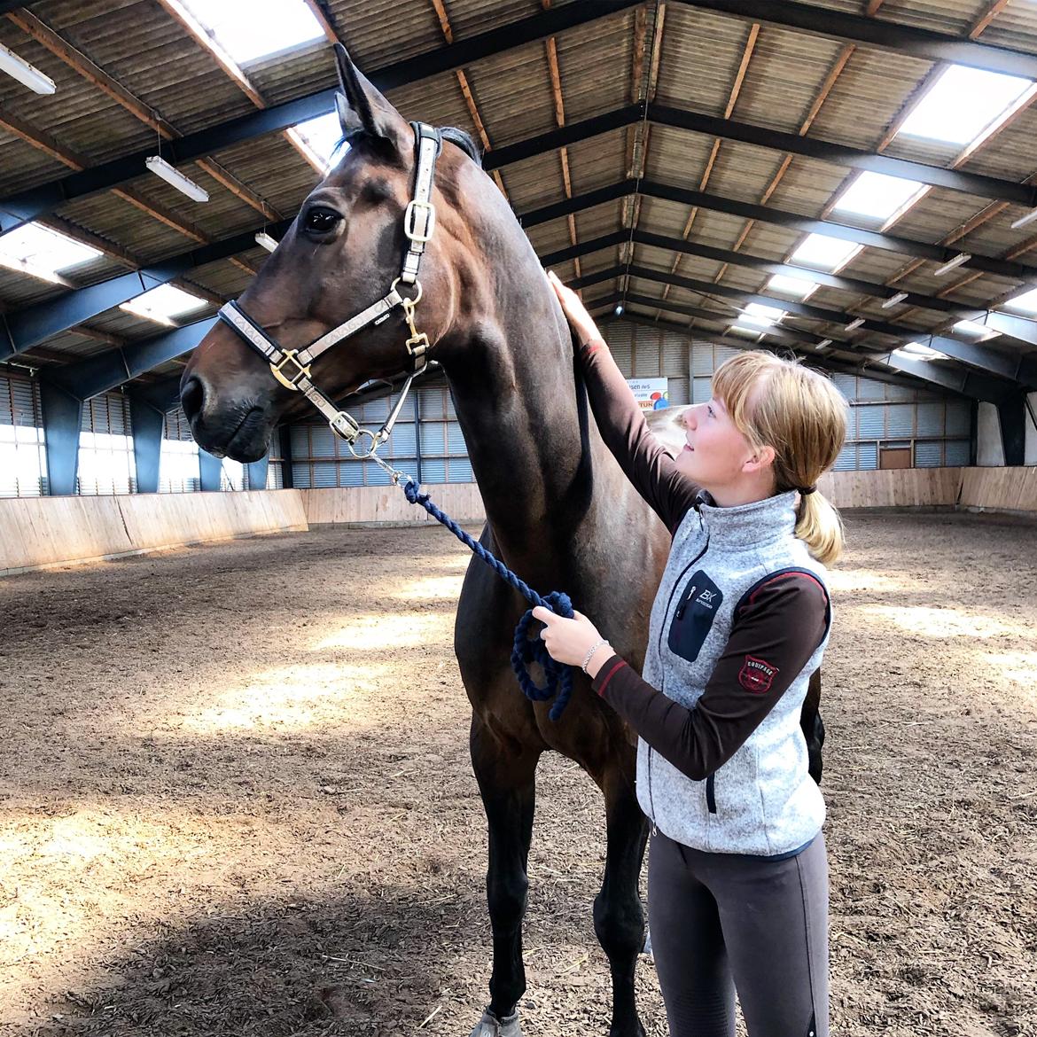 Dansk Varmblod Kjærholm's Médoc *Himmelhest* billede 7