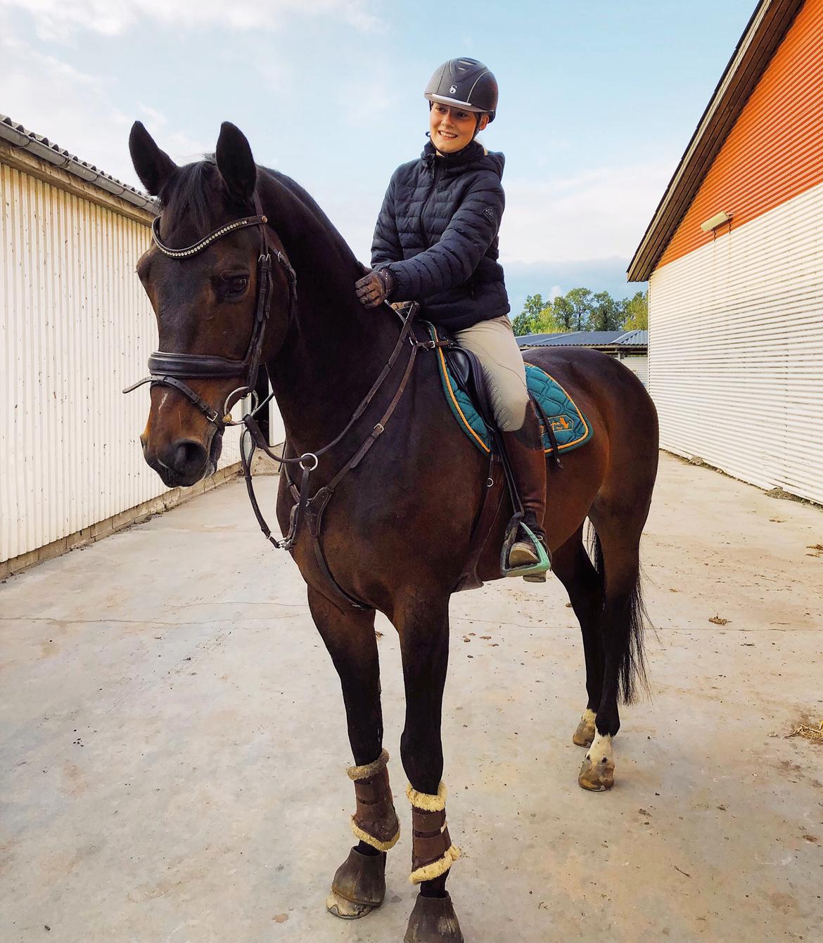 Dansk Varmblod Kjærholm's Médoc *Himmelhest* billede 9