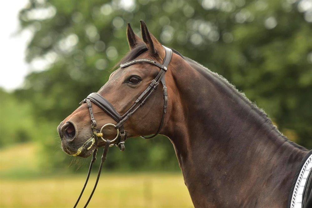Dansk Varmblod Kjærholm's Médoc *Himmelhest* billede 6