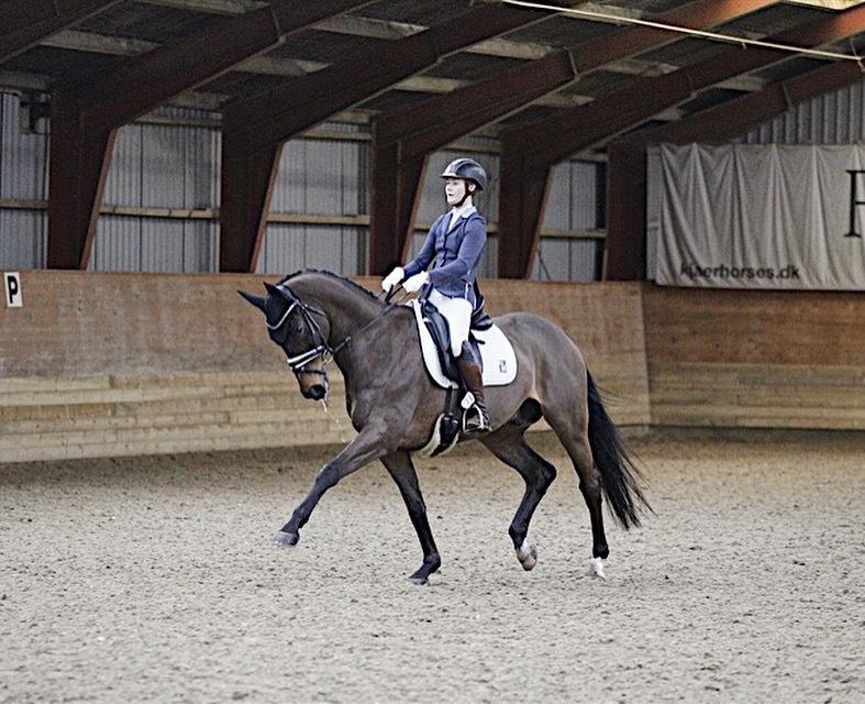 Dansk Varmblod Kjærholm's Médoc *Himmelhest* billede 14