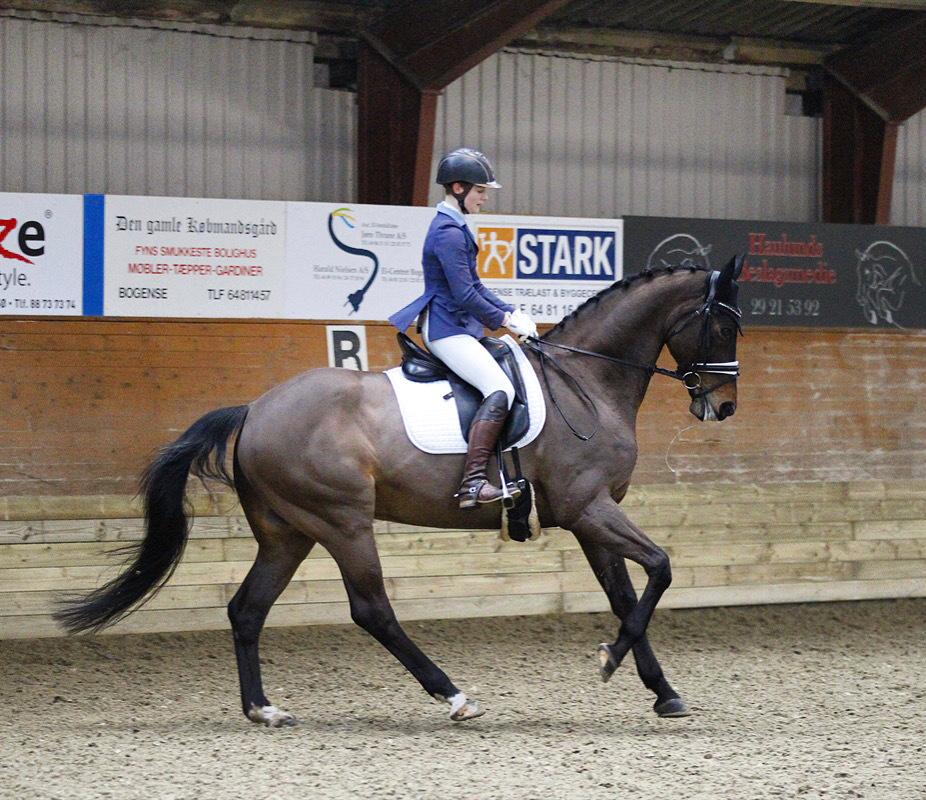 Dansk Varmblod Kjærholm's Médoc *Himmelhest* billede 20