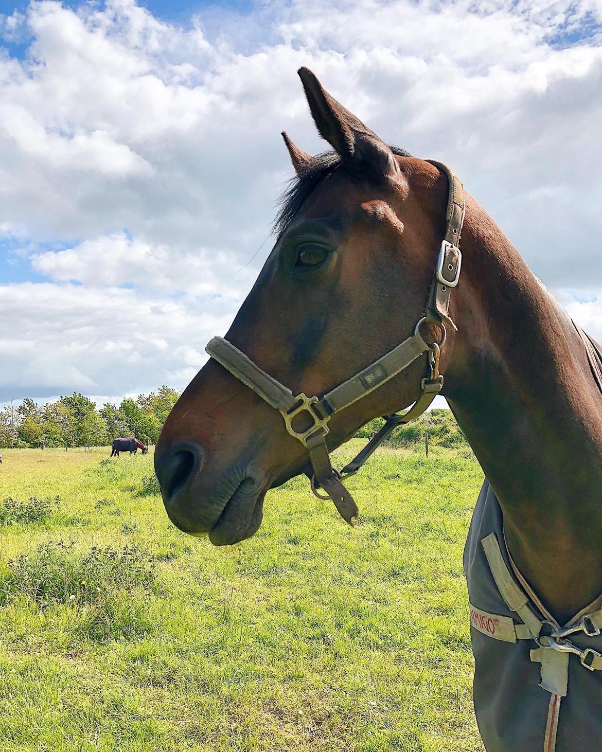 Dansk Varmblod Kjærholm's Médoc *Himmelhest* billede 10