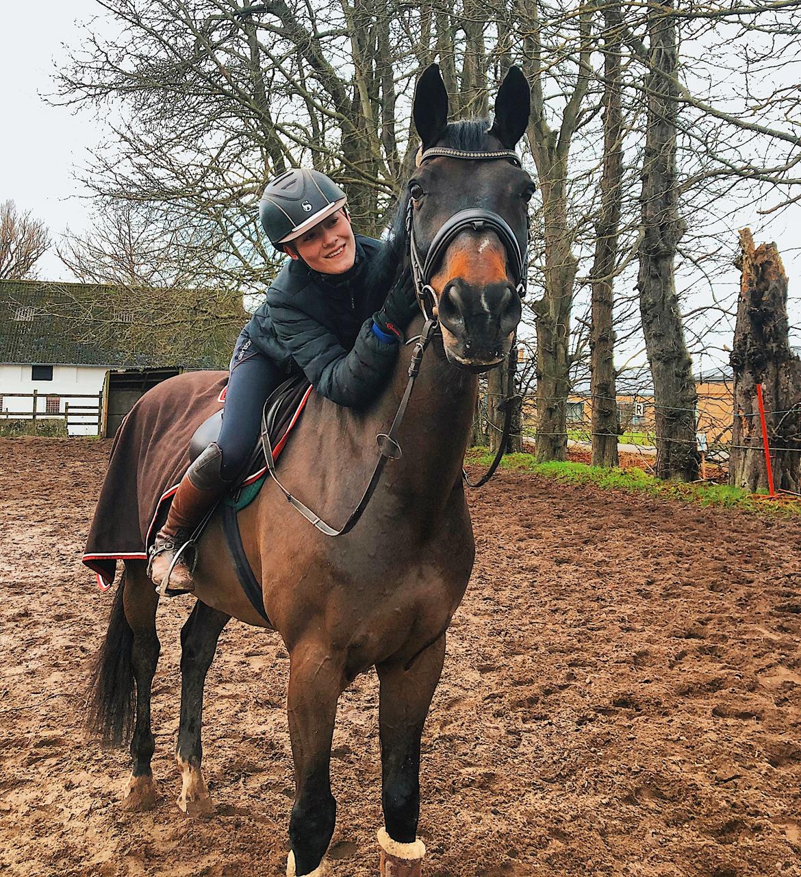 Dansk Varmblod Kjærholm's Médoc *Himmelhest* billede 13