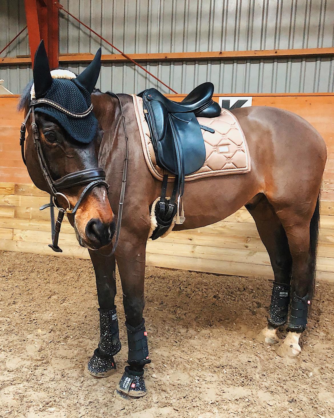 Dansk Varmblod Kjærholm's Médoc *Himmelhest* billede 11