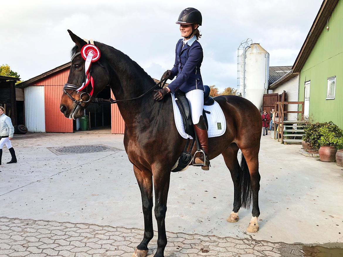 Dansk Varmblod Kjærholm's Médoc *Himmelhest* billede 15