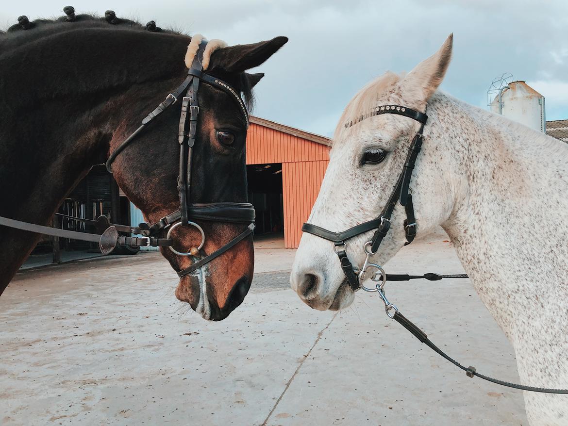 Dansk Varmblod Kjærholm's Médoc *Himmelhest* billede 16