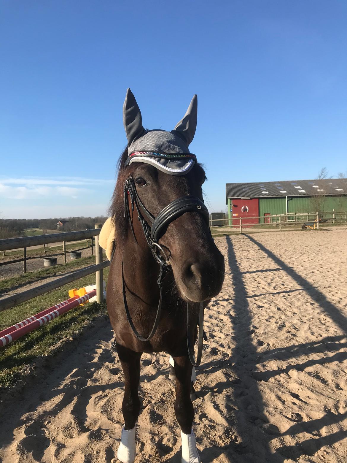 Anden særlig race Fray belize billede 1