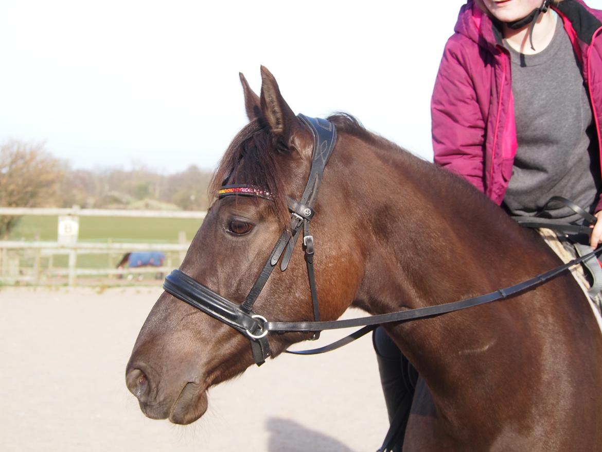 Anden særlig race Fray belize billede 2