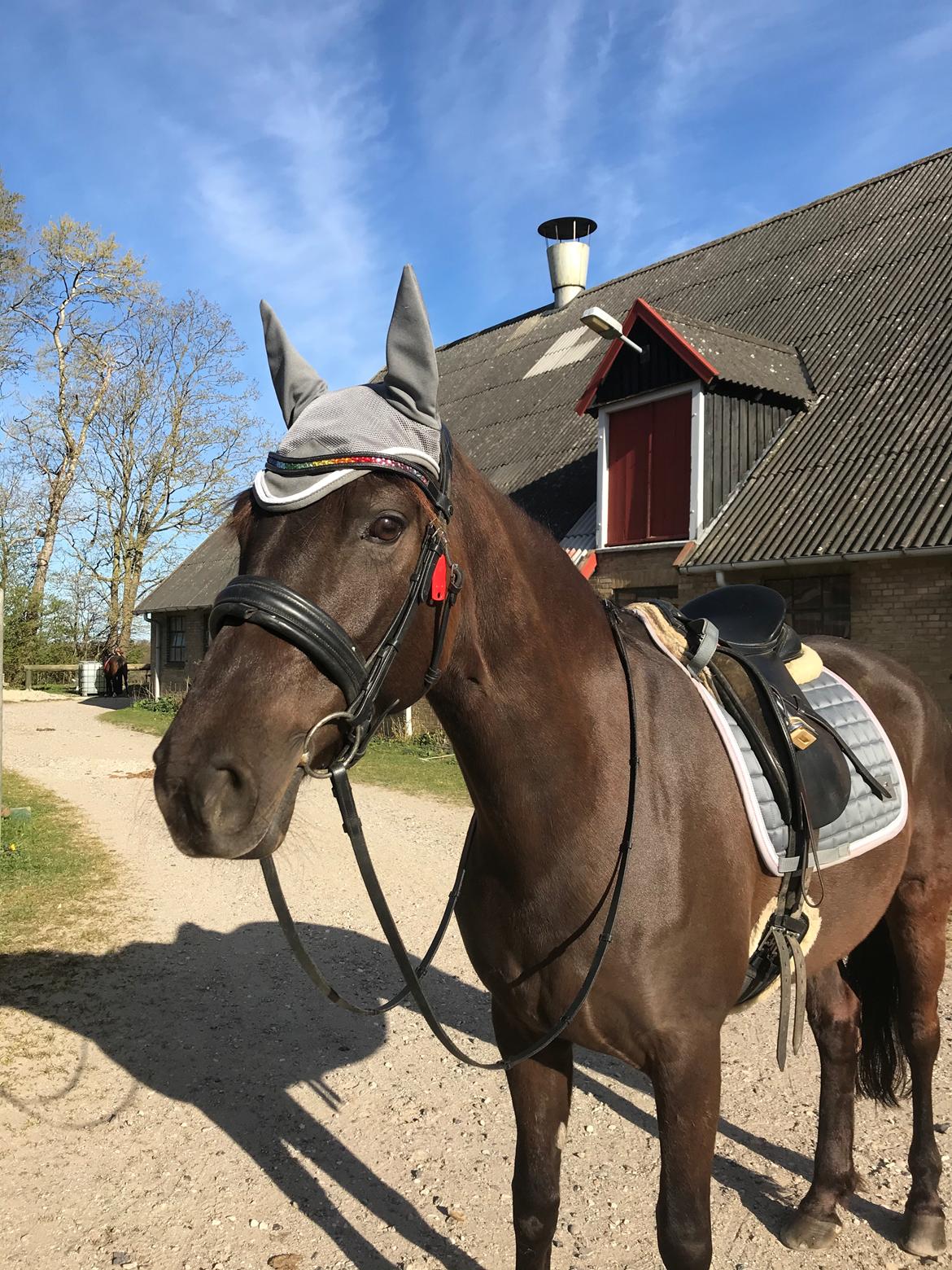 Anden særlig race Fray belize billede 5