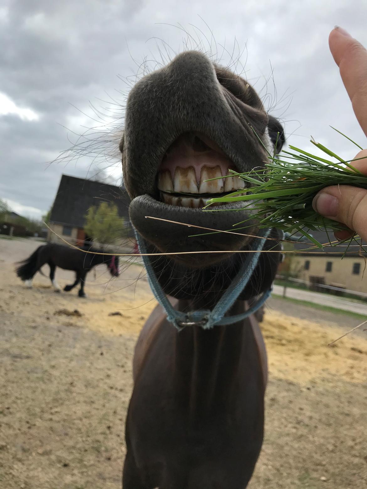 Anden særlig race Fray belize billede 6