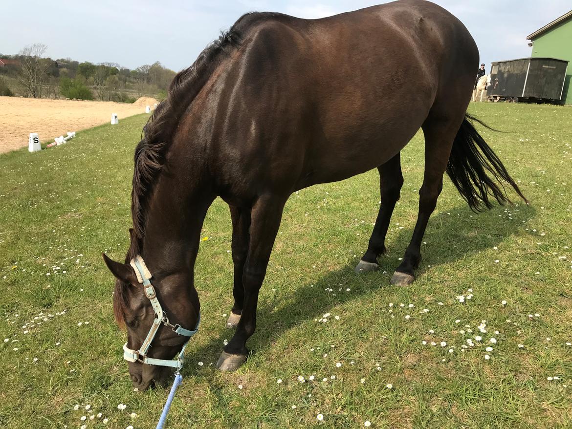 Anden særlig race Fray belize billede 7